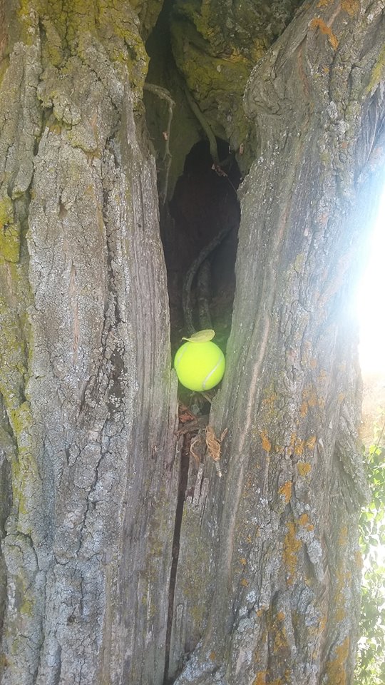tree-ball